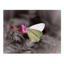 Butterfly On Pink Flower Postcards