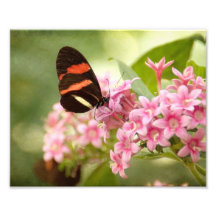 butterfly on pink pentas photo
