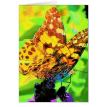 Butterfly on Salvia