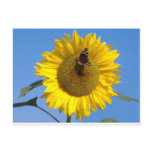 Butterfly on Sunflower Post Cards