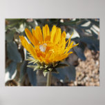 Butterfly on Sunray Flower posters