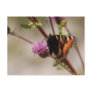 Butterfly on Thistle Postcard