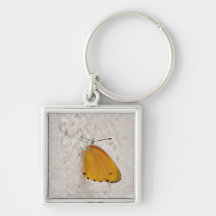 Butterfly on wall, Gauteng Province, South Key Chain