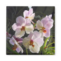 Butterfly Orchids - pink magnets