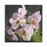 Butterfly Orchids - pink magnets