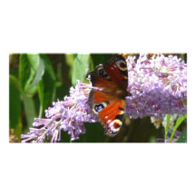 Butterfly Personalised Photo Card