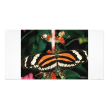 Butterfly Personalized Photo Card