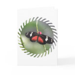 Butterfly Photo Design Greeting Card