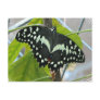 Butterfly Photo Postcard
