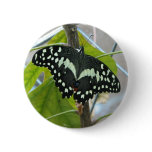 Butterfly Photo Round Button