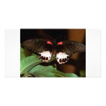 Butterfly photo cards
