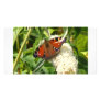 Butterfly Picture Card