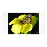 Butterfly photo cards
