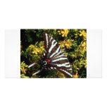 Butterfly photo cards