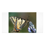 Butterfly photo cards