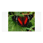 Butterfly photo cards