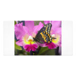 Butterfly photo cards