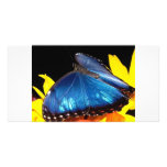 Butterfly photo cards