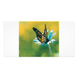 Butterfly photo cards