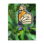 Butterfly photograph postcards