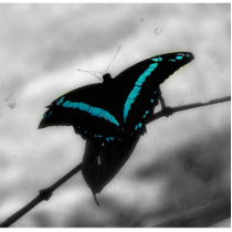 Butterfly Photo Cut Out