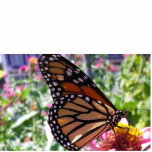 butterfly photo cut out