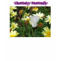 Butterfly Pic., Flutterby Butterfly t-shirts