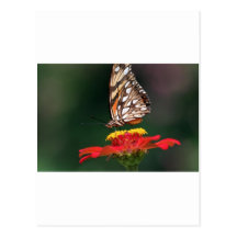Butterfly pollinating flower postcard