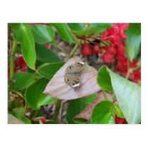 Butterfly postcards