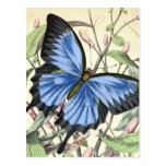 Butterfly Post Cards