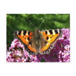 Butterfly postcards