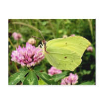 Butterfly Post Cards