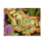 Butterfly postcards