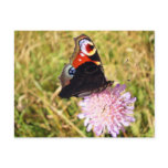 Butterfly postcards
