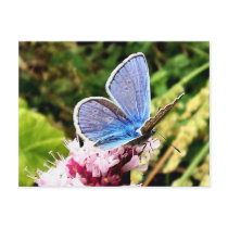 Butterfly Postcards