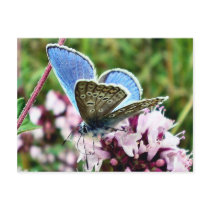 Butterfly Postcards
