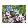 Butterfly Postcards