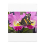 Butterfly postcards
