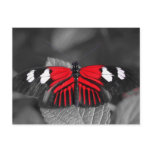 Butterfly Postcard