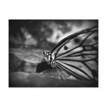 butterfly post cards