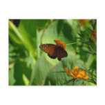 Butterfly postcards