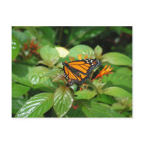 Butterfly postcard