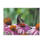 Butterfly Postcard