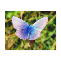 Butterfly Post Cards