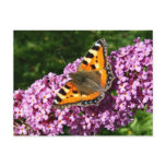 Butterfly postcards
