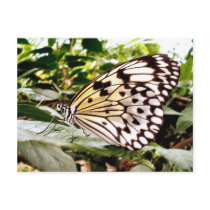 Butterfly Post Card