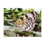 Butterfly Post Card