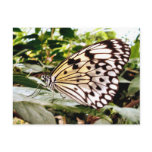 Butterfly postcards