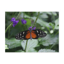 Butterfly postcard