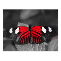 Butterfly Postcard